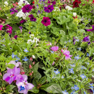Patio Pot and Hanging Pot